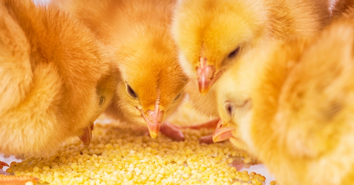 Baby chicks love millet, organic if grown by you.