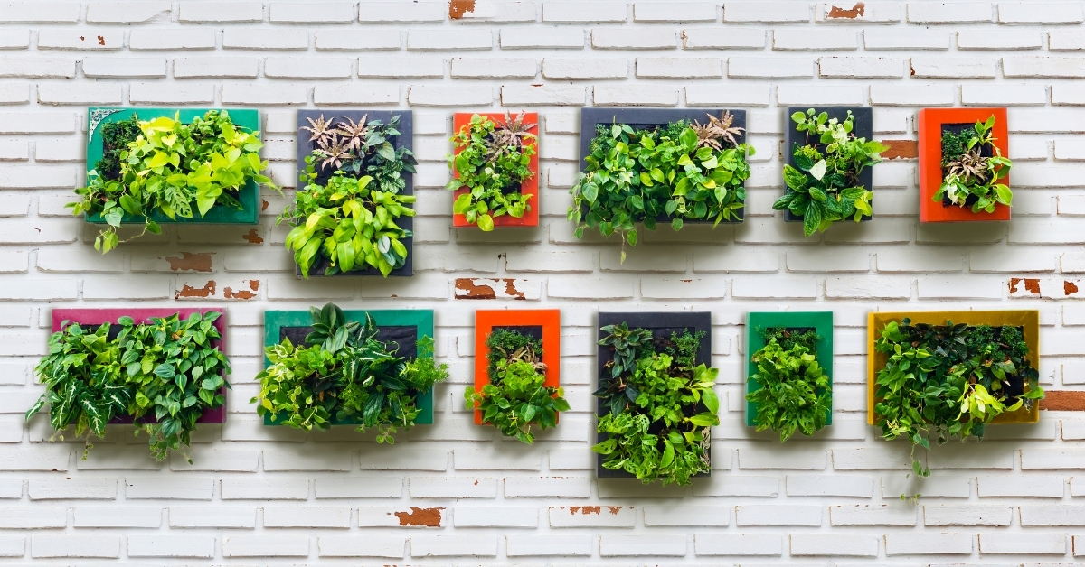 Vertical growing plants on an outside wall.