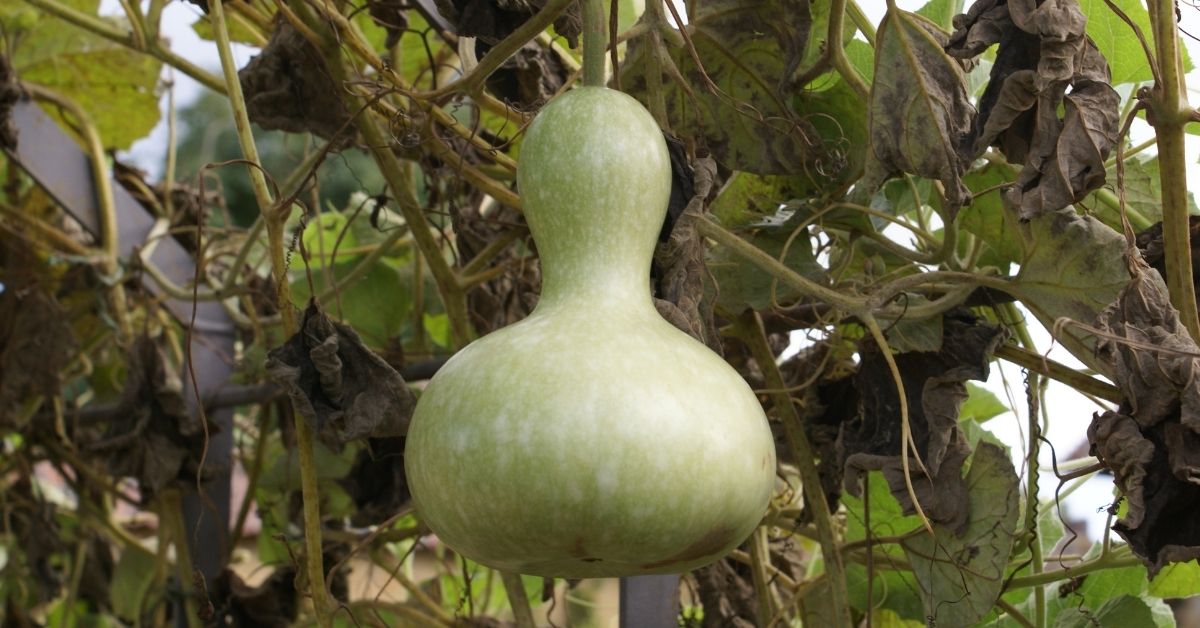 Freshly grown gourds to make into a birdhouse or profit