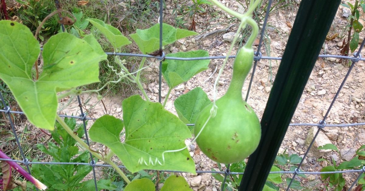 Gourds growing on fences for vertical growth