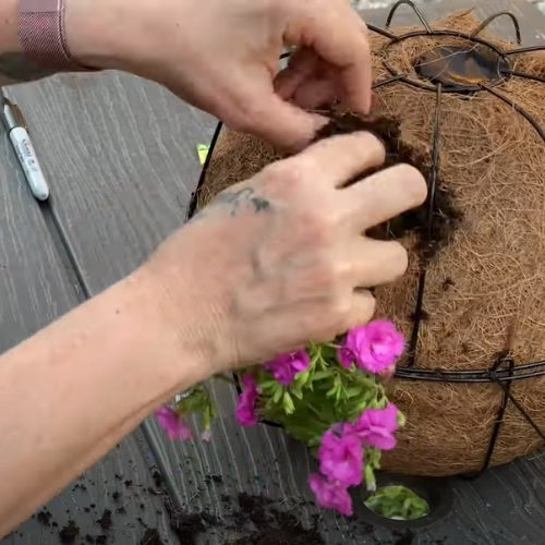 Squeezing the roots gently, insert plants into side slits made in previous step.