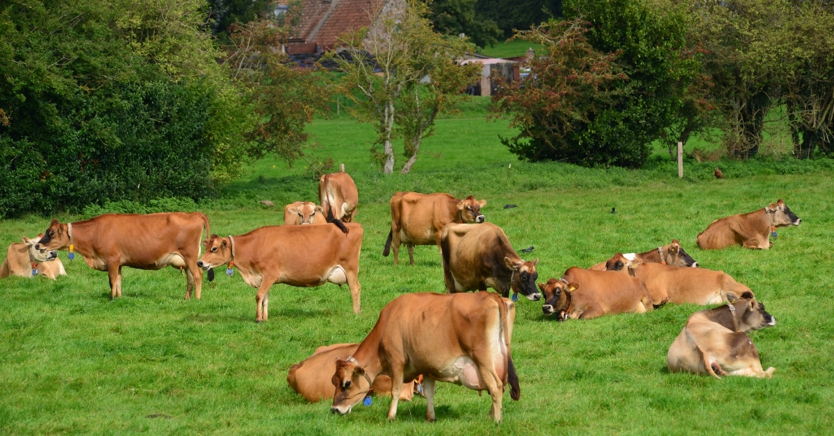 Hershares in Tennessee allows milk to be bought by a shareholder. 