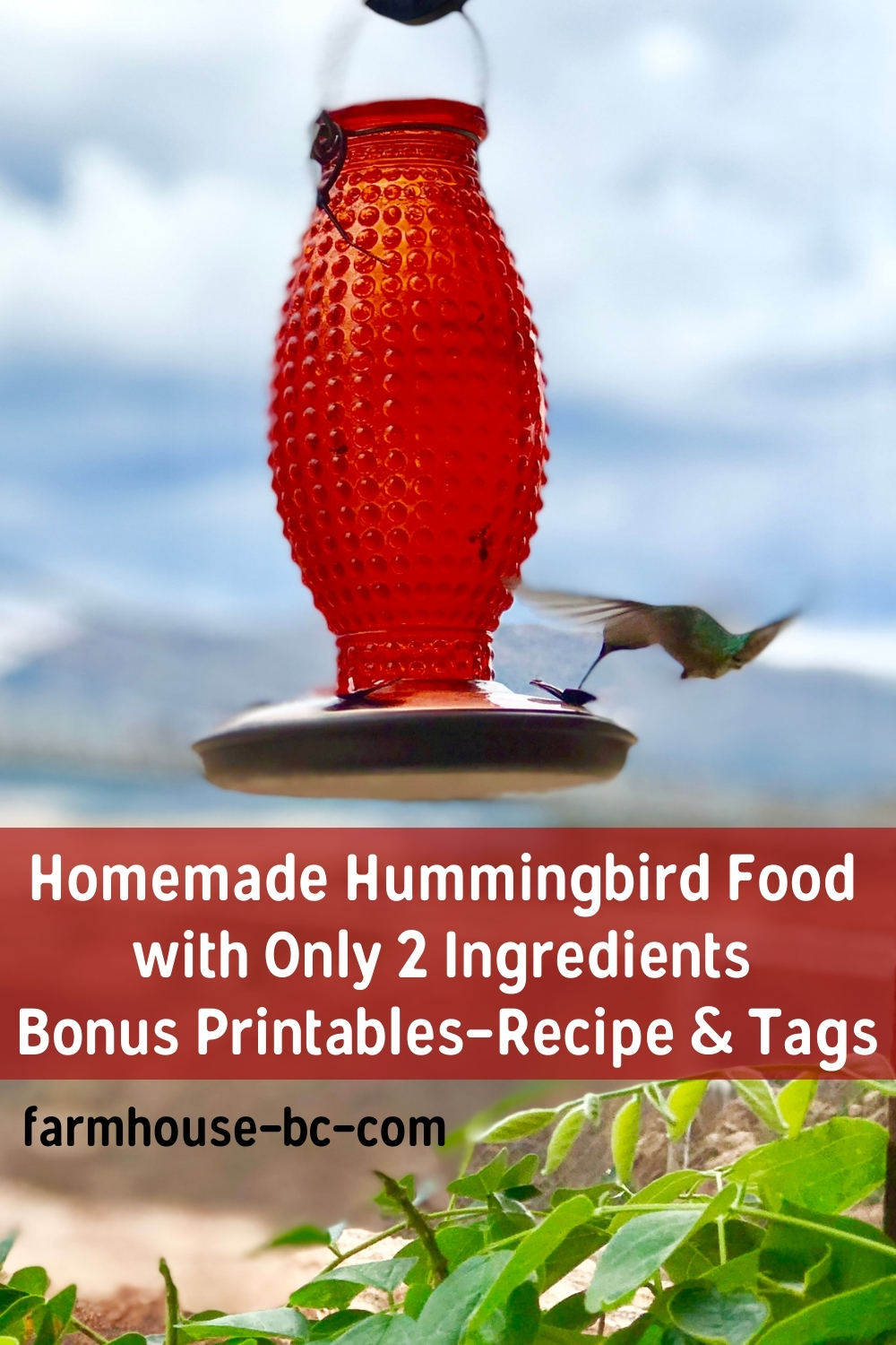 Easy Hummingbird Food Recipe With 2