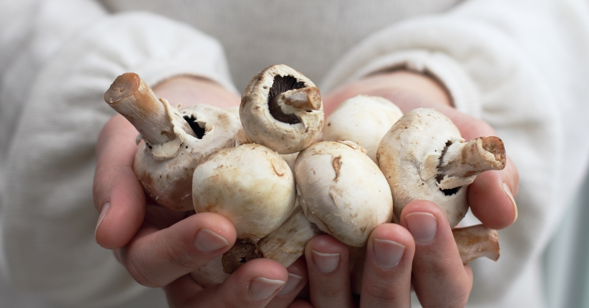 White mushrooms are among the most popular mushroom eaten in the USA.