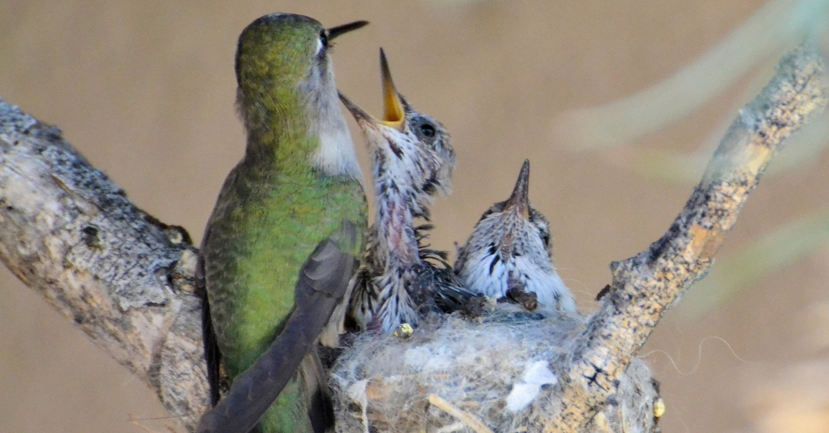 Hummingbird Feeding Babies Hummingbird Food Can Kill Them if the Hummingbird Food is Old.