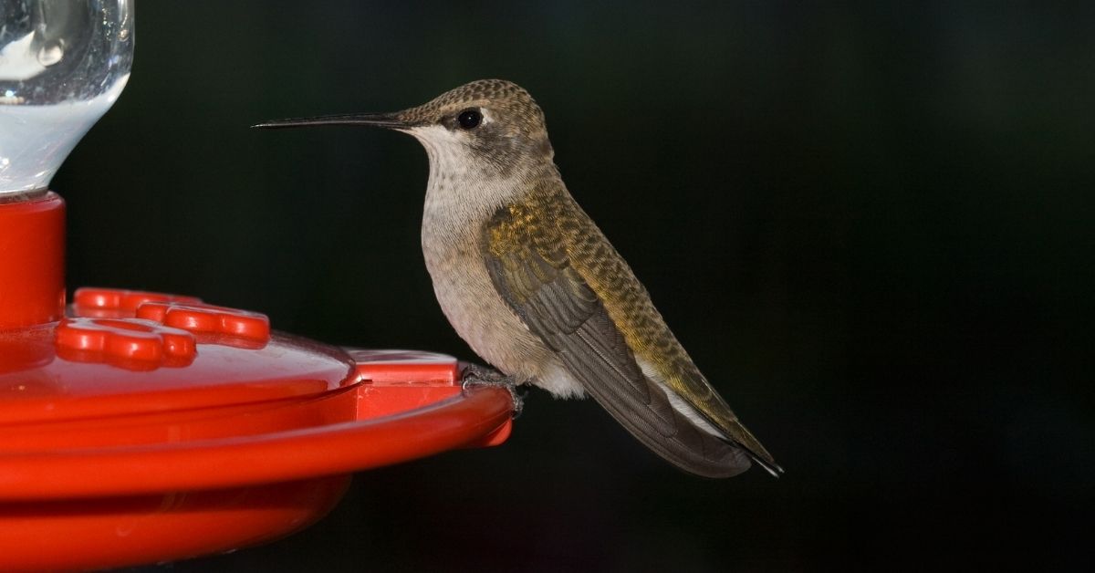 Glass Feeder and Hummingbirds Eating Hummingbird Food