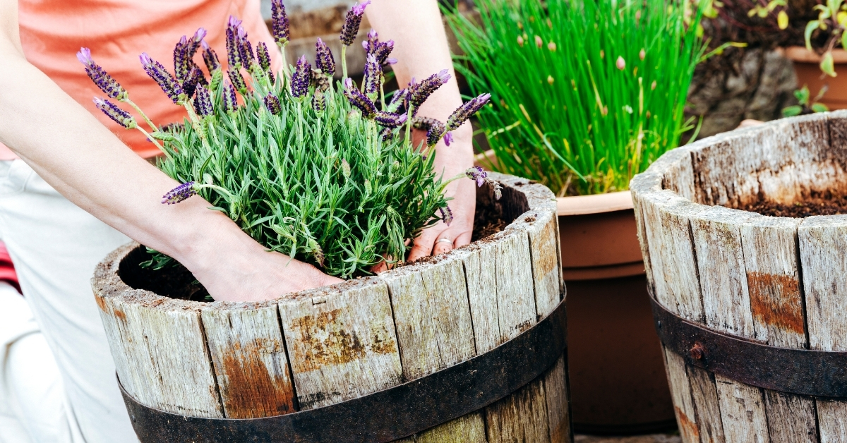 Grow lavender for a natural mosquito repellent.