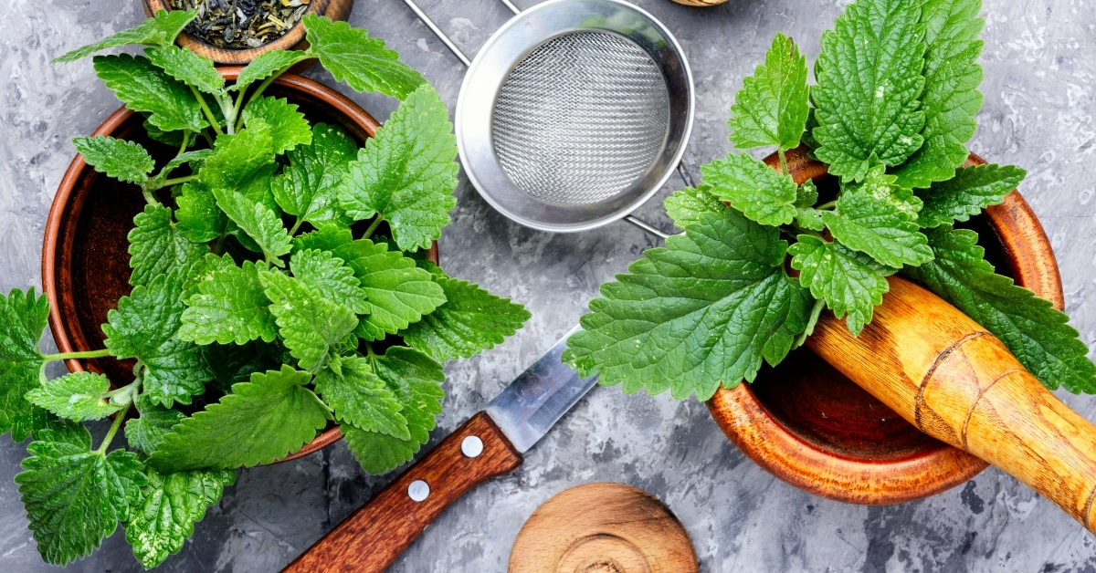 Grow lemon balm for a natural mosquito repellent.