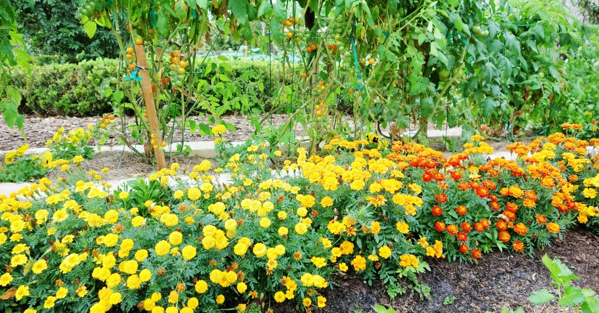 Grow marigold flowers for a natural mosquito repellent.