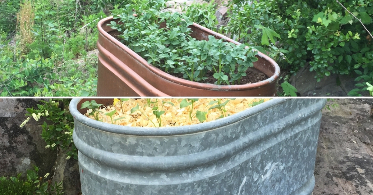 Easy container gardening using variety of containers including repurposed metal troughs. 