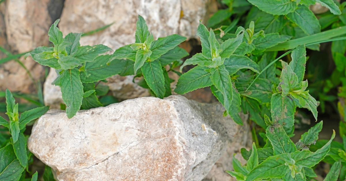 Easy to grow a Easy to grow a pennyroyal plant for a natural mosquito repellent.