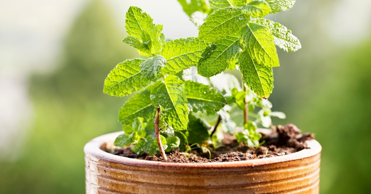 Easy to grow peppermint for a natural mosquito repellent.