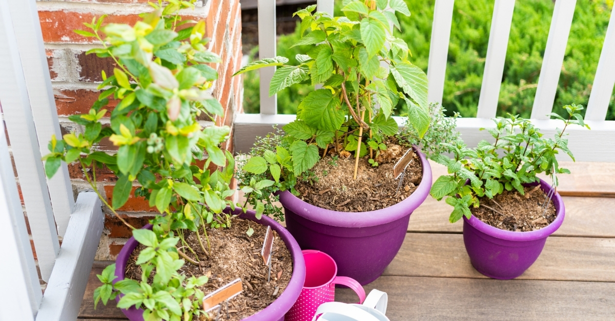 Plastic Pots for Container Gardening