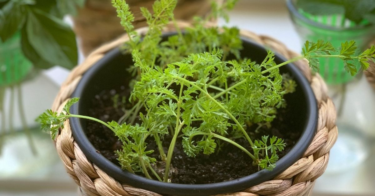 clippings from plants for regrowing