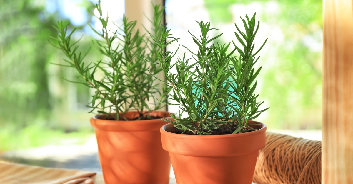 Easy to grow Rosemary for a natural mosquito repellent.