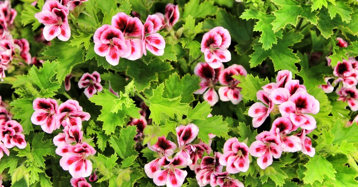 Easy to grow different types of geraniums for a natural mosquito repellent.