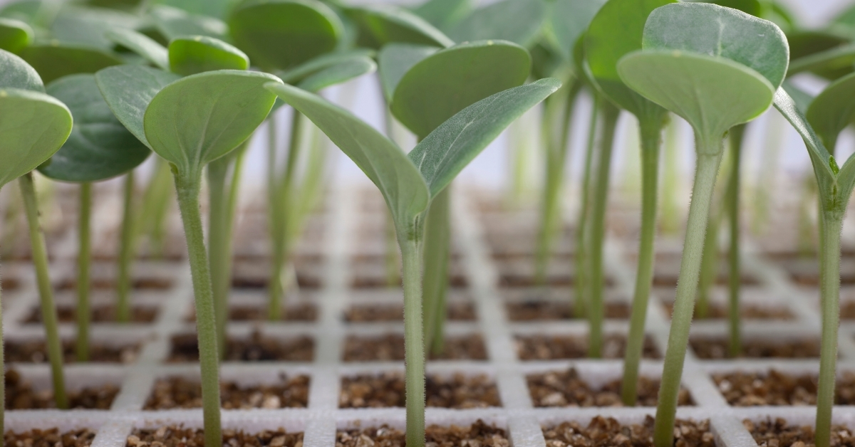 Techniques for seed organization and preserving seeds.