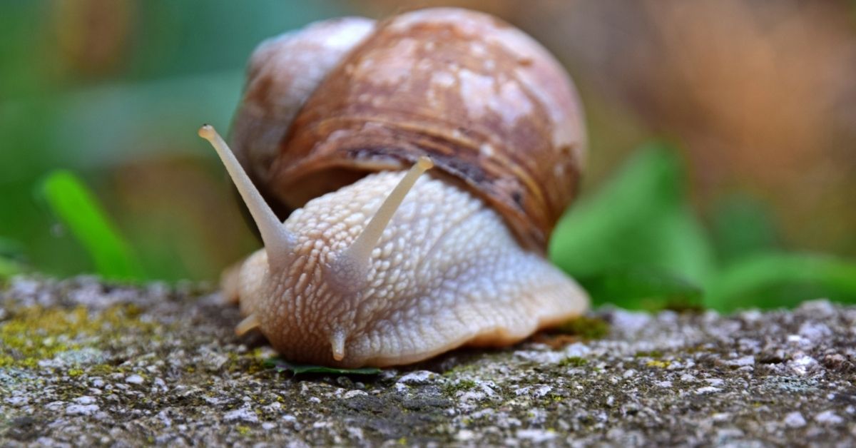 Preventing snails in the garden by using eggshells