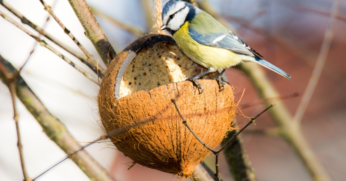 plain bird suet