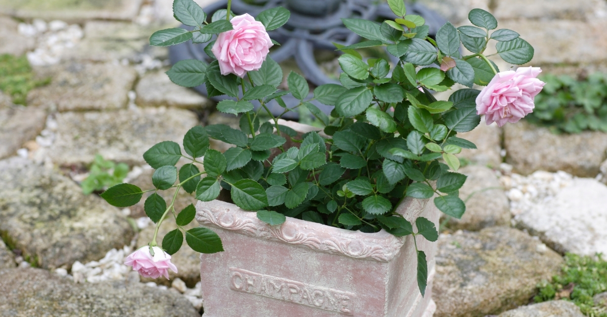 Terracotta planters are great for container gardening.