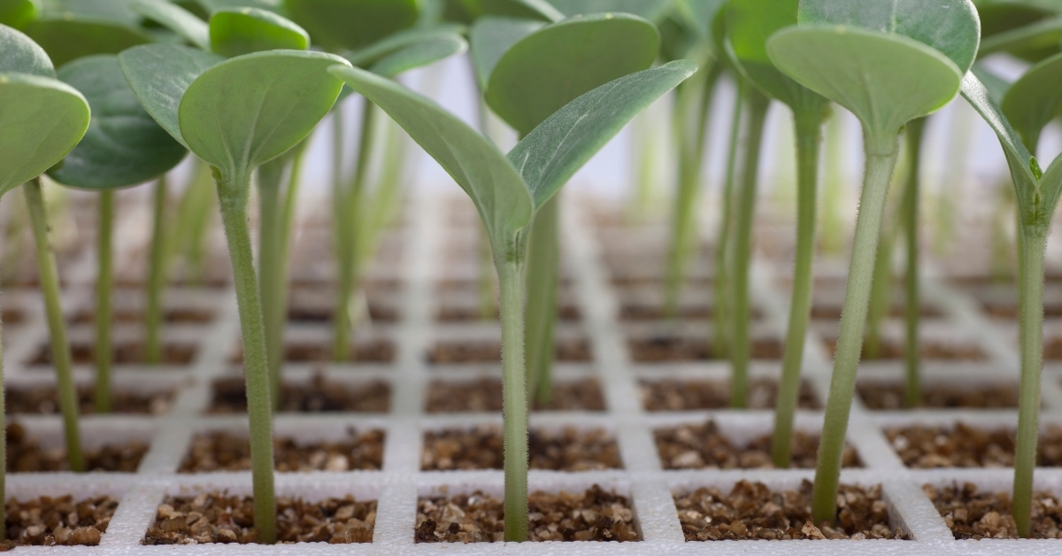 Vermiculite protects the root systems of plants