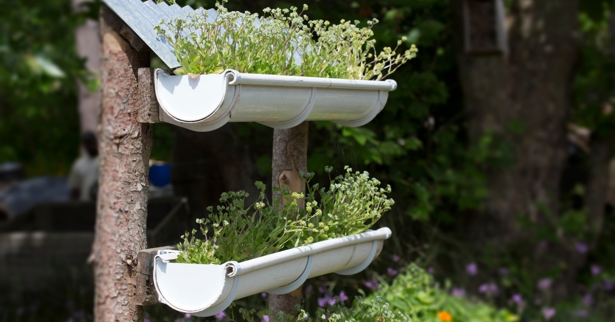 Vertically grow strawberries in recycled rain gutters.