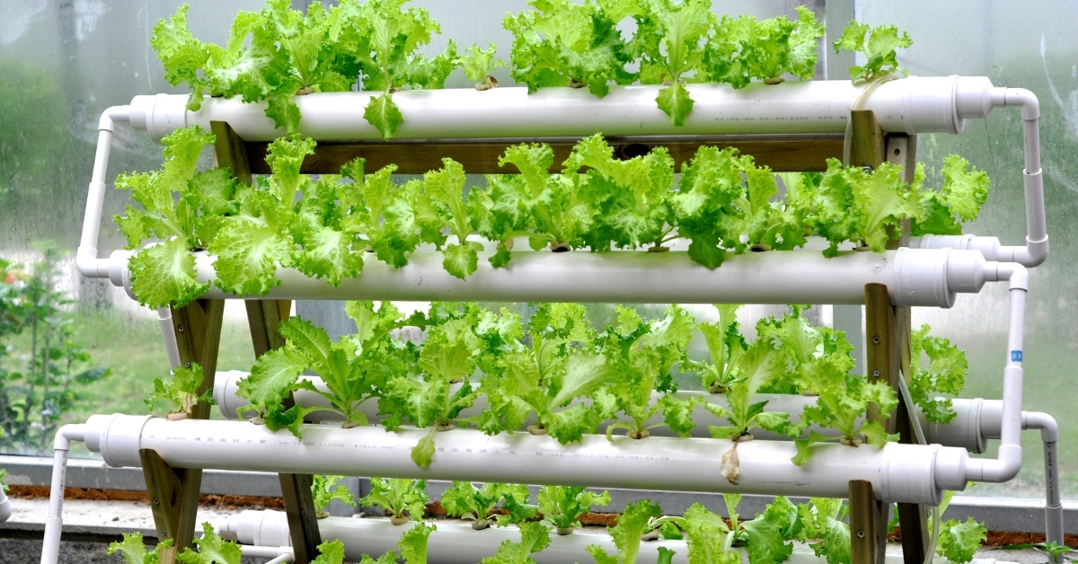 Vertical gardening is very useful when ground gardening is not feasible.