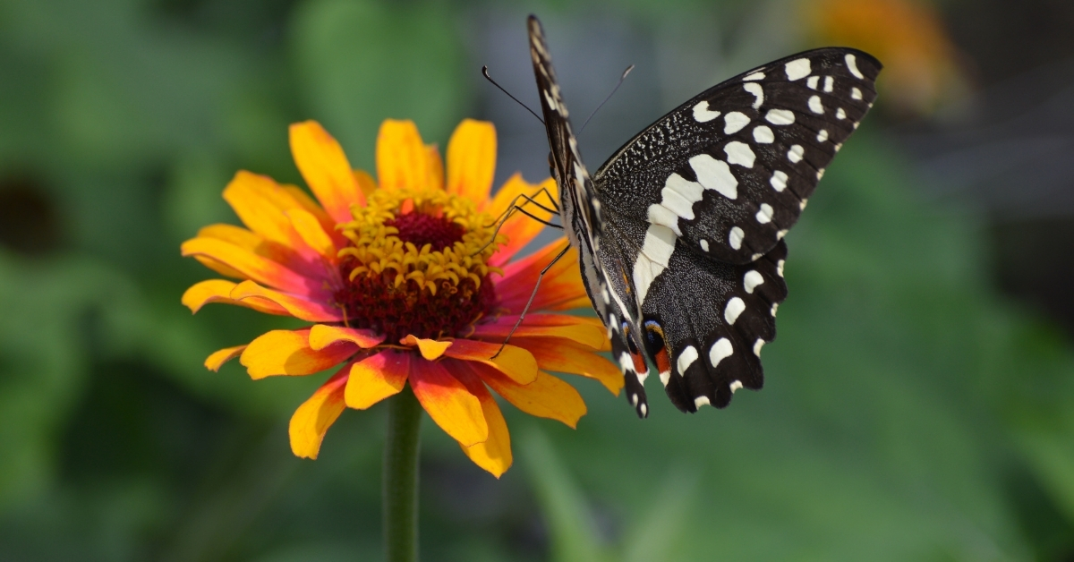 Why Butterfly Gardens are So Useful and How to Attract More Butterflies