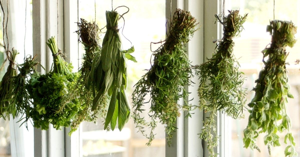 hanging herbs to dry