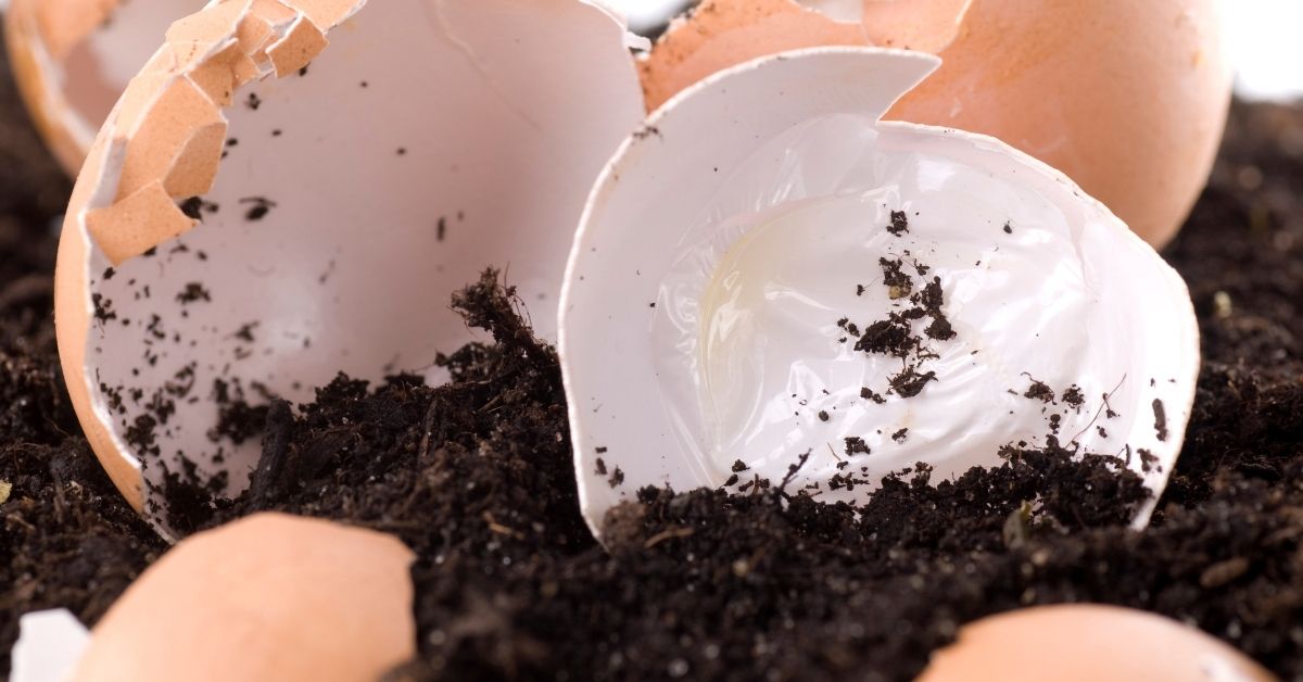 many uses of eggshells