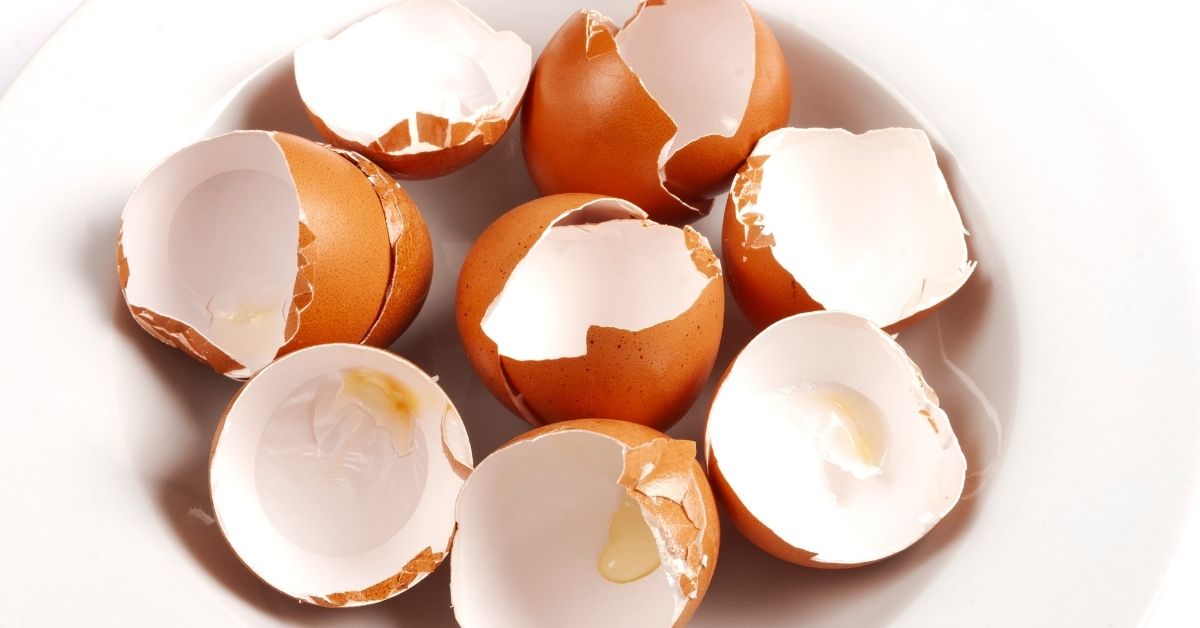 drying eggshells for multipurpose use. 