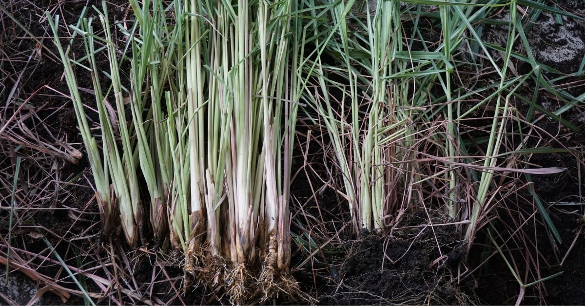 Regrowing lemongrass is easy to grow from stalks of lemongrass.