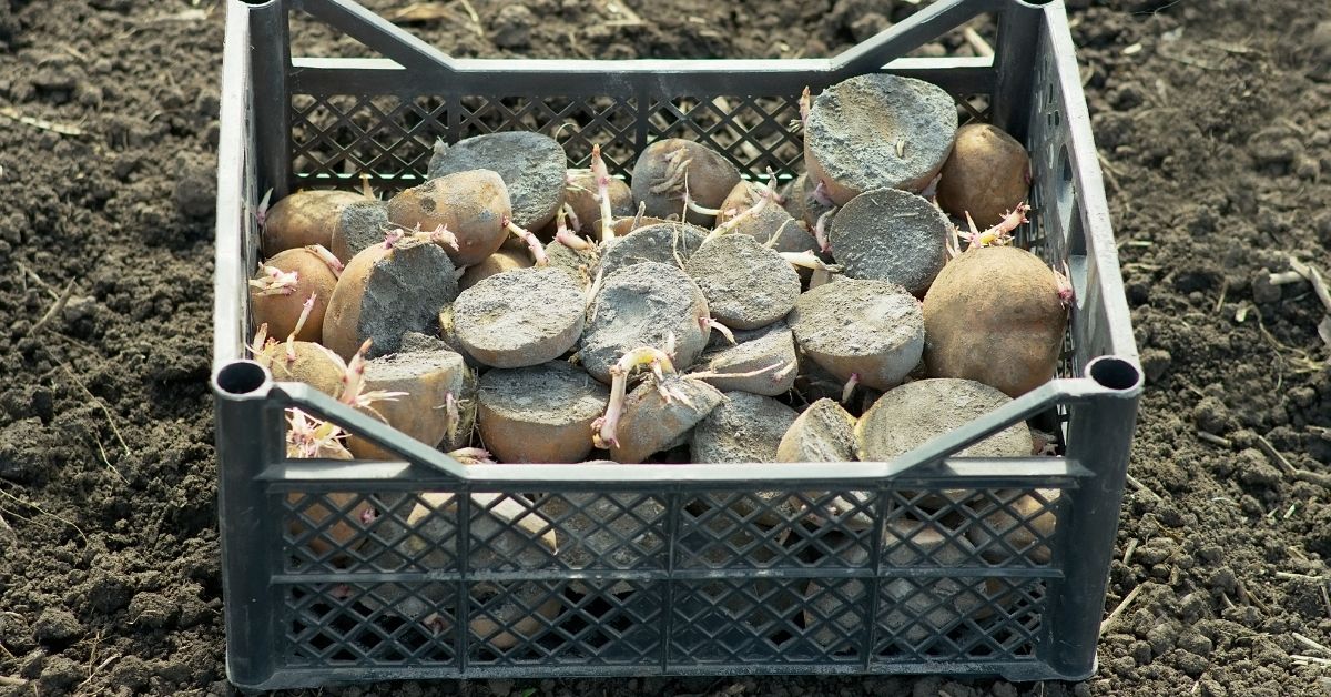 potatoes regrown from cuttings