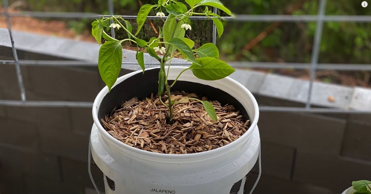 using manure tea to water plants